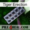 Tiger Erection 30